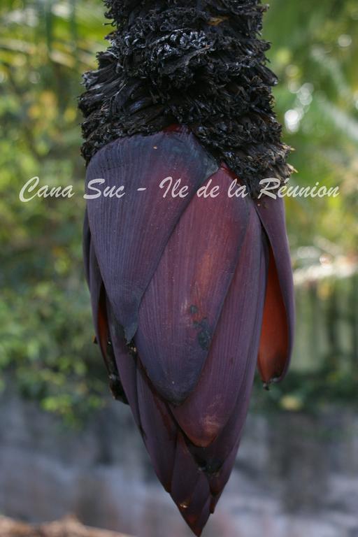 Cana Suc Sainte-Rose Ngoại thất bức ảnh
